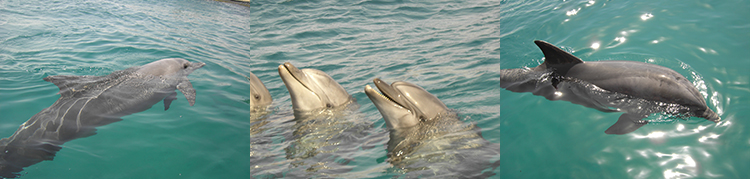 israel dolphinim n struebin 1