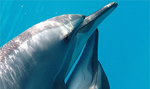 Ägypten: Schwimmen mit freilebenden Delphinen