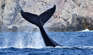 Mexiko: Die großen Wale dieser Welt erleben mit Jana Eyring